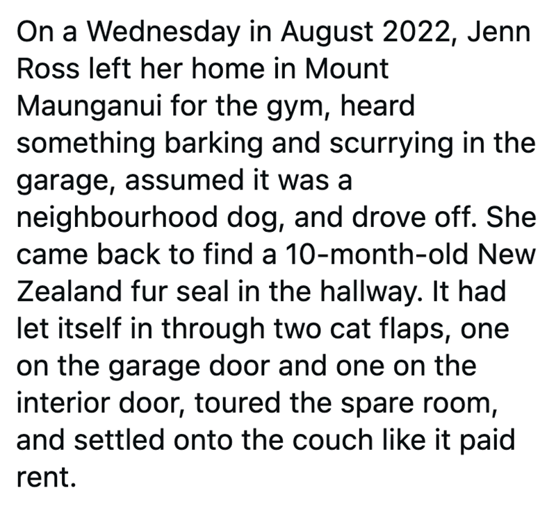 On a Wednesday in August 2022, Jenn Ross left her home in Mount Maunganui for the gym, heard something barking and scurrying in the garage, assumed it was a neighbourhood dog, and drove off. She came back to find a 10-month-old New Zealand fur seal in the hallway. It had let itself in through two cat flaps, one on the garage door and one on the interior door, toured the spare room, and settled onto the couch like it paid rent.