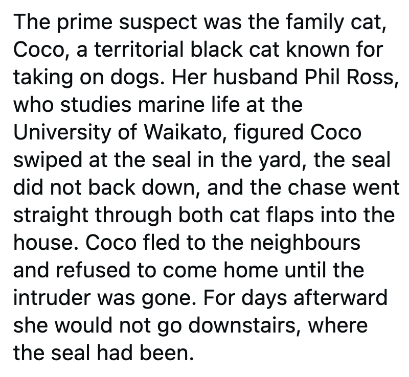 The prime suspect was the family cat, Coco, a territorial black cat known for taking on dogs. Her husband Phil Ross, who studies marine life at the University of Waikato, figured Coco swiped at the seal in the yard, the seal did not back down, and the chase went straight through both cat flaps into the house. Coco fled to the neighbours and refused to come home until the intruder was gone. For days afterward she would not go downstairs, where the seal had been.