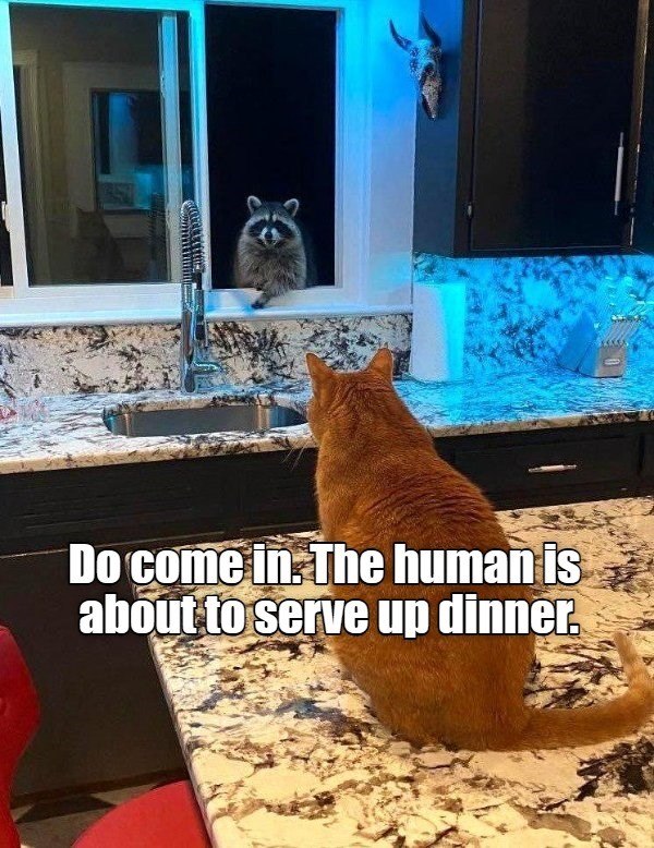 Do come in. The human is about to serve up dinner.