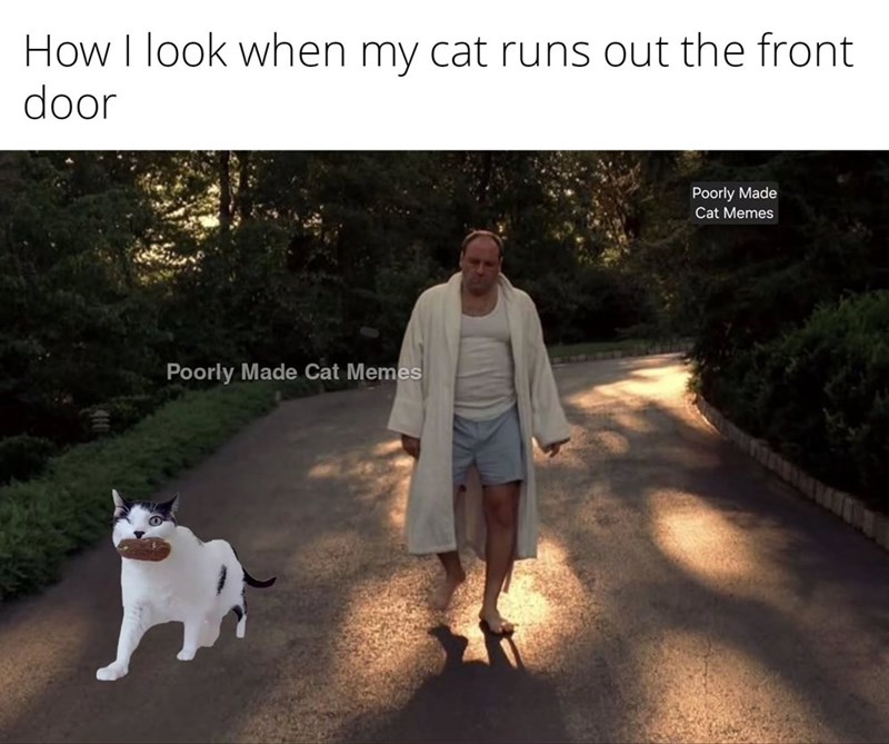 How I look when my cat runs out the front door Poorly Made Cat Memes Poorly Made Cat Memes