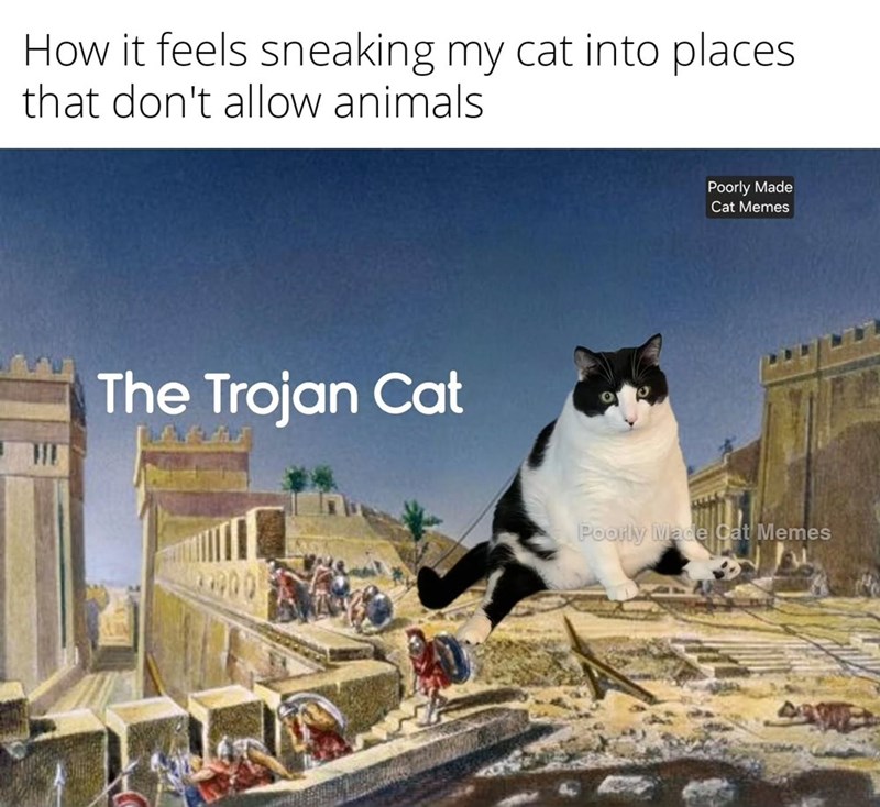 How it feels sneaking my cat into places that don't allow animals The Trojan Cat Poorly Made Cat Memes Poorly Made Cat Memes