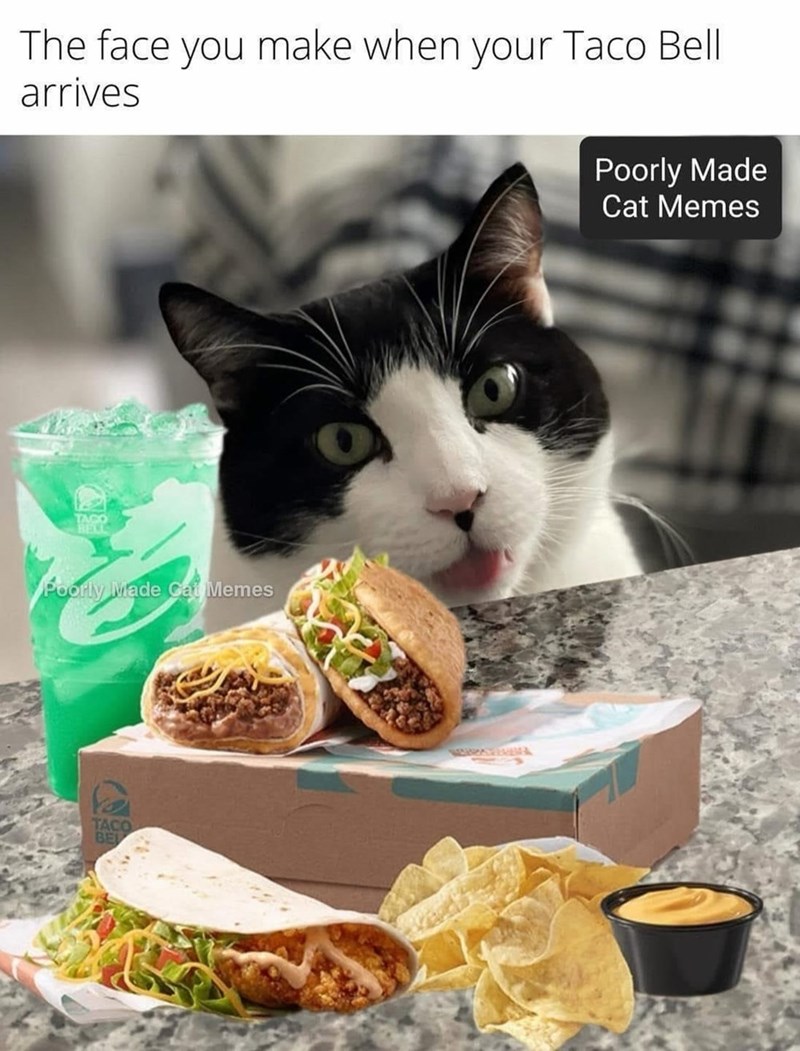 The face you make when your Taco Bell arrives TAGO REV Poorly Made Cat Memes TACO BE Poorly Made Cat Memes