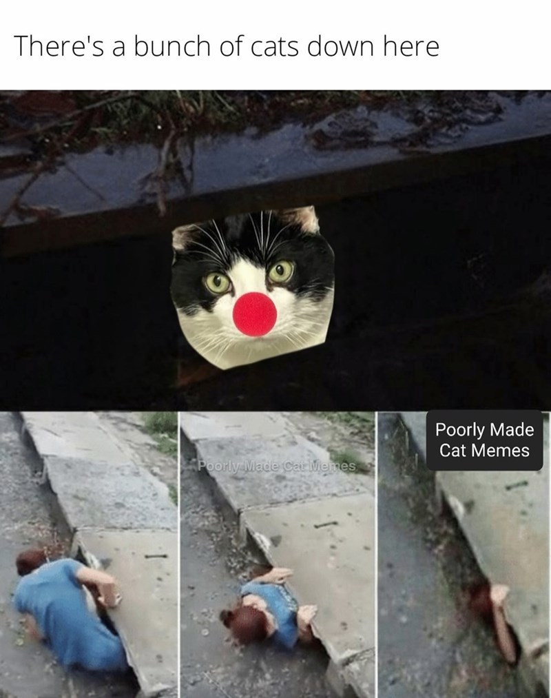 There's a bunch of cats down here Poorly Made Cat Memes Poorly Made Cat Memes
