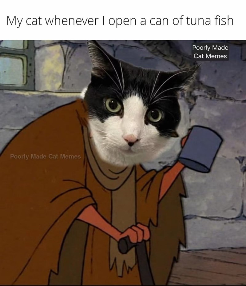 My cat whenever I open a can of tuna fish Poorly Made Cat Memes Poorly Made Cat Memes