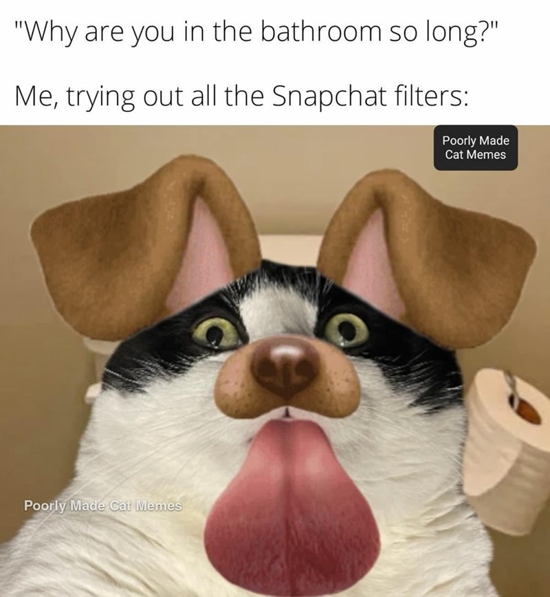 "Why are you in the bathroom so long?" Me, trying out all the Snapchat filters: Poorly Made Cat Memes Poorly Made Cat Memes
