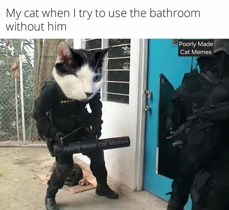 My cat when I try to use the bathroom. without him Poorly Made Cat Memes Poorly Made Cat Memes