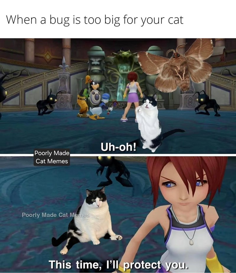 When a bug is too big for your cat Poorly Made, Cat Memes Poorly Made Cat Memes Uh-oh! This time, I'll protect you.