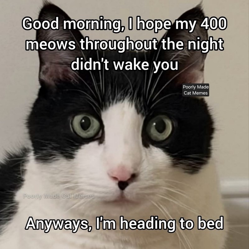 Good morning, I hope my 400 meows throughout the night didn't wake you Poorly Made Cat Memes Poorly Made Cat Memes Anyways, I'm heading to bed