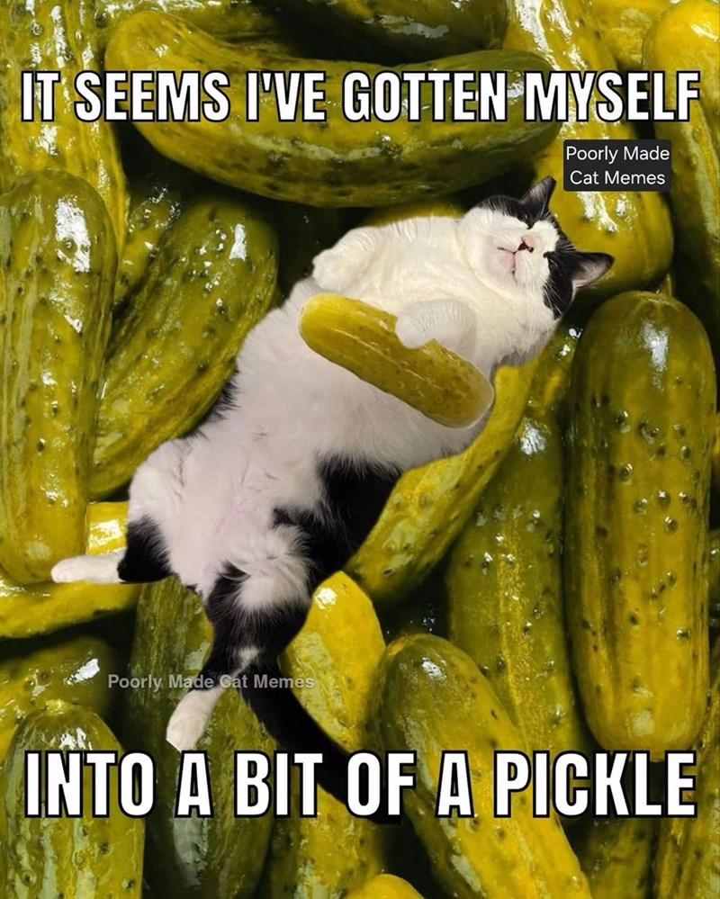 IT SEEMS I'VE GOTTEN MYSELF Poorly Made Cat Memes Poorly Made Cat Memes INTO A BIT OF A PICKLE