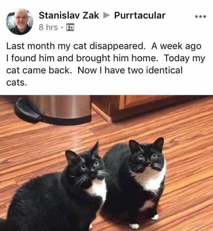 Stanislav Zak Purrtacular 8 hrs⚫ Last month my cat disappeared. A week ago I found him and brought him home. Today my cat came back. Now I have two identical cats.
