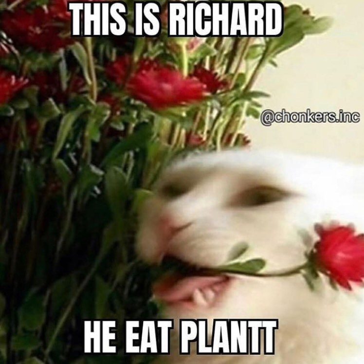 THIS IS RICHARD @chonkers.inc HE EAT PLANTT
