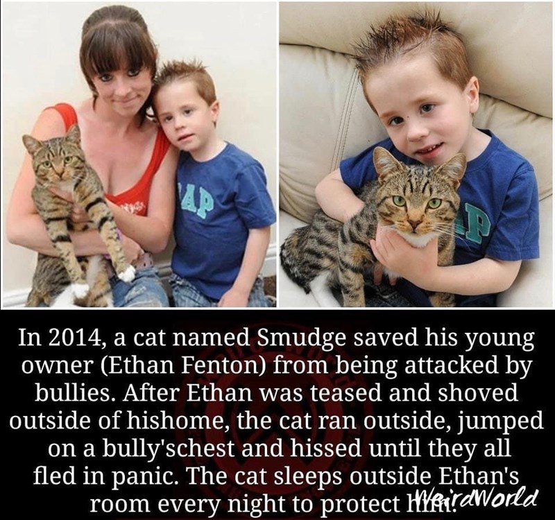 AP P In 2014, a cat named Smudge saved his young owner (Ethan Fenton) from being attacked by bullies. After Ethan was teased and shoved outside of hishome, the cat ran outside, jumped on a bully'schest and hissed until they all fled in panic. The cat sleeps outside Ethan's room every night to protect BirdWorld