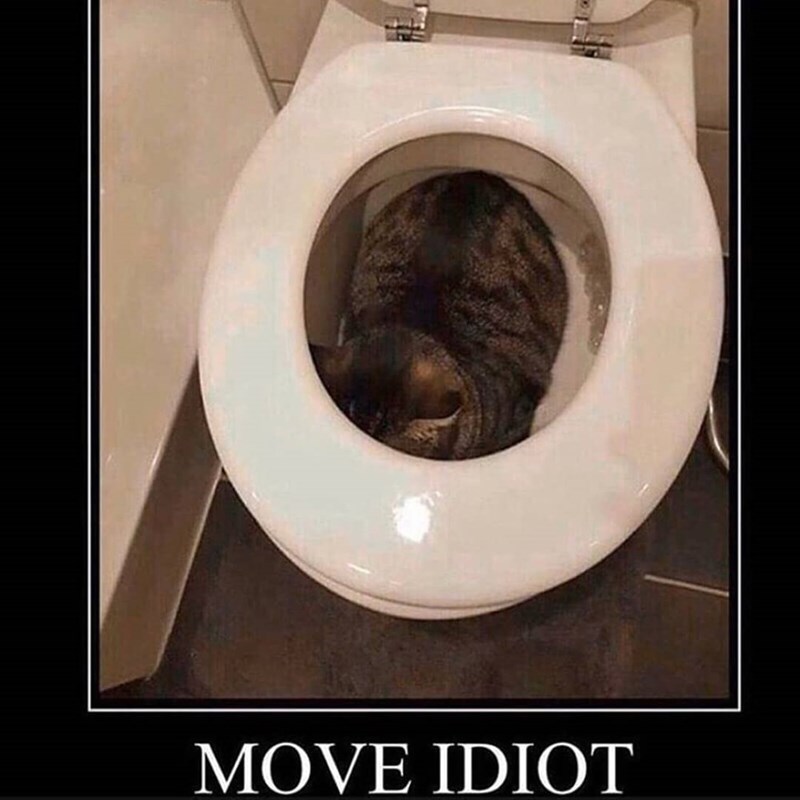 MOVE IDIOT