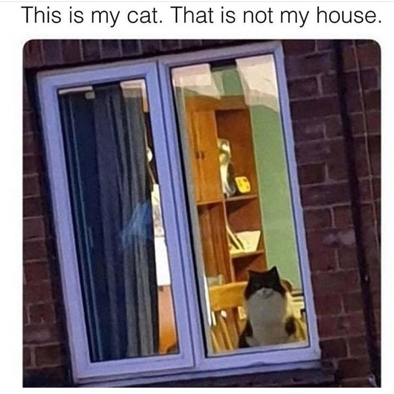 This is my cat. That is not my house.