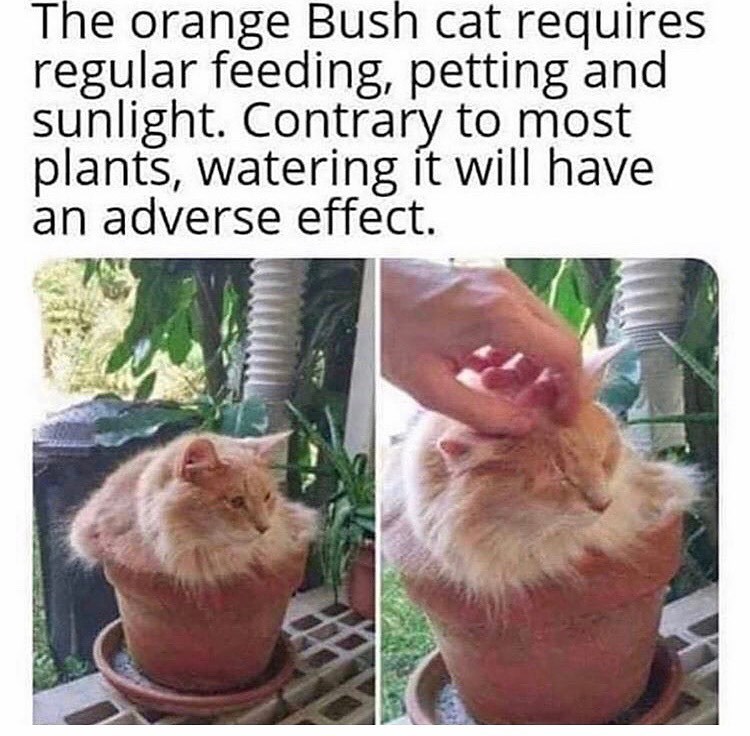 The orange Bush cat requires regular feeding, petting and sunlight. Contrary to most plants, watering it will have an adverse effect.
