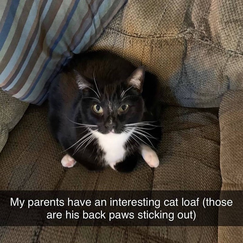 My parents have an interesting cat loaf (those are his back paws sticking out)