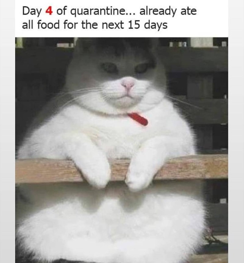 Day 4 of quarantine... already ate all food for the next 15 days