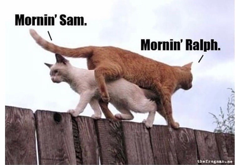 Mornin' Sam. Mornin' Ralph. thefrogman.ne