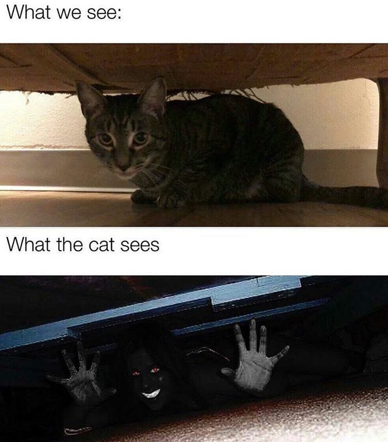 What we see: What the cat sees