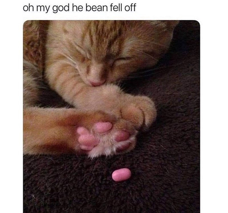 oh my god he bean fell off