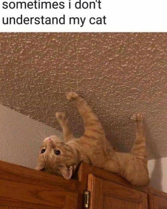 sometimes i don't understand my cat