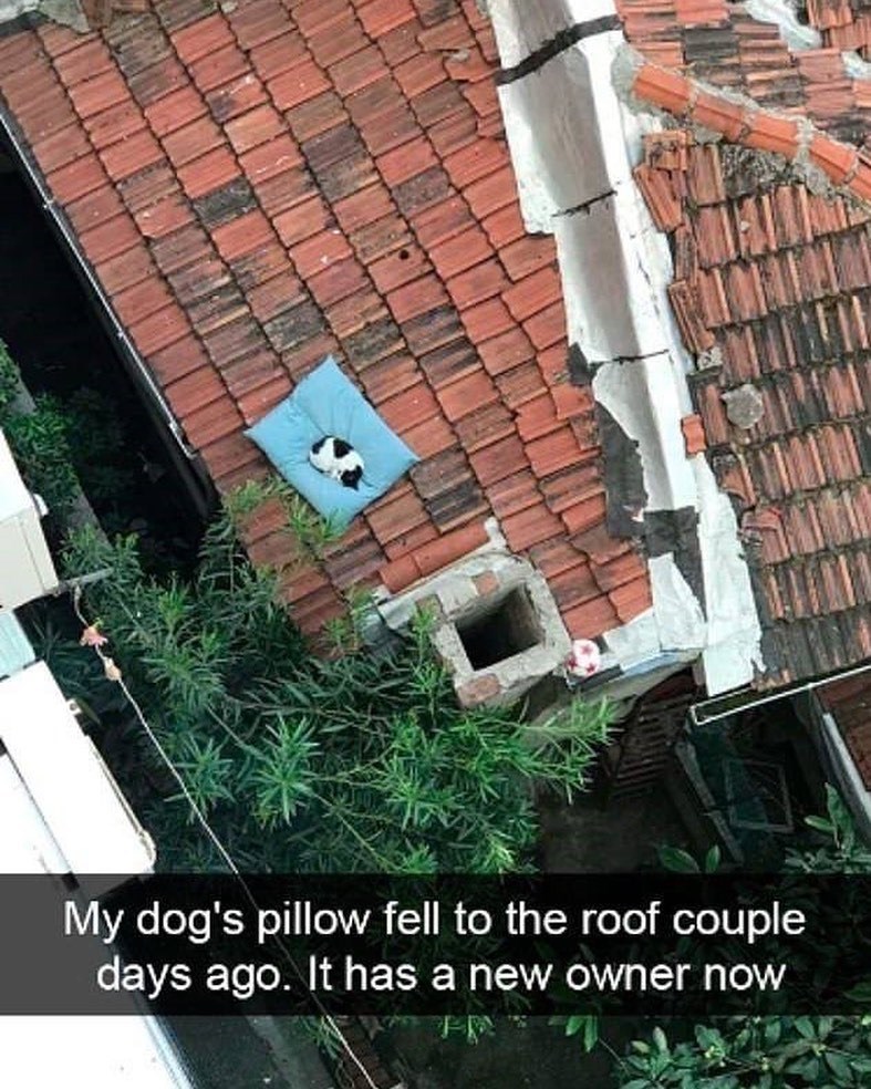 My dog's pillow fell to the roof couple days ago. It has a new owner now
