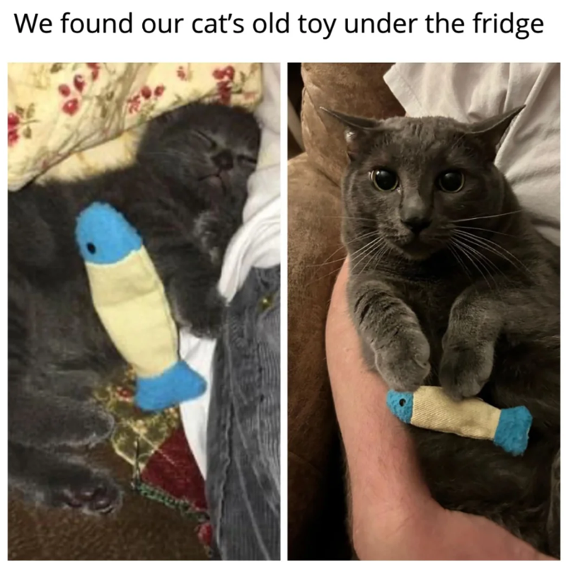 We found our cat's old toy under the fridge