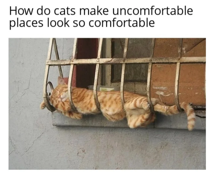 How do cats make uncomfortable places look so comfortable