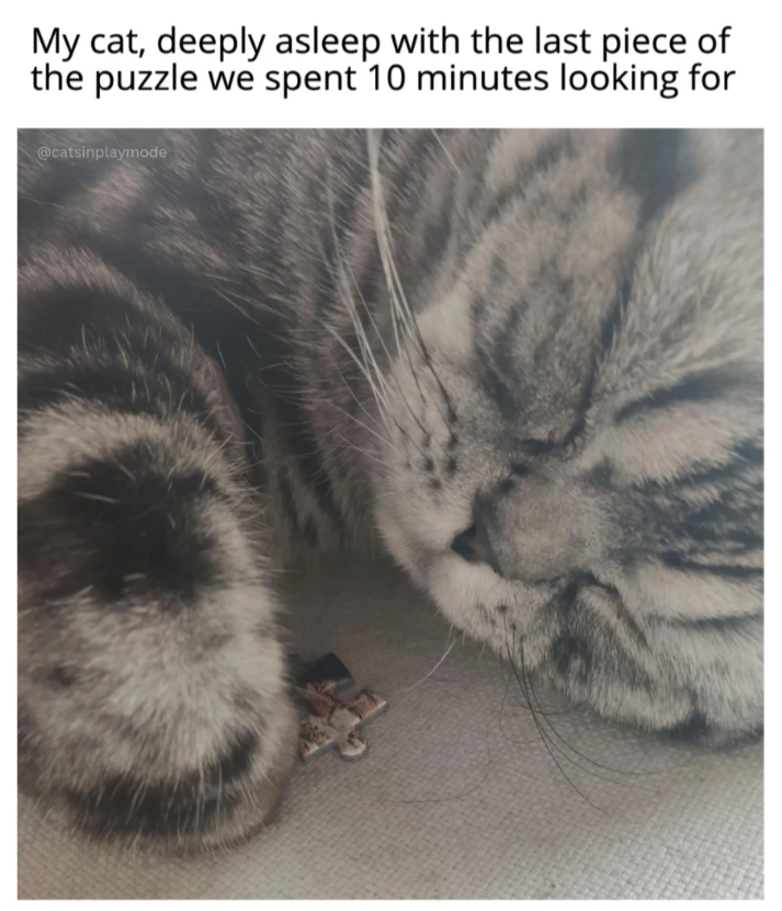 My cat, deeply asleep with the last piece of the puzzle we spent 10 minutes looking for @catsinplaymode