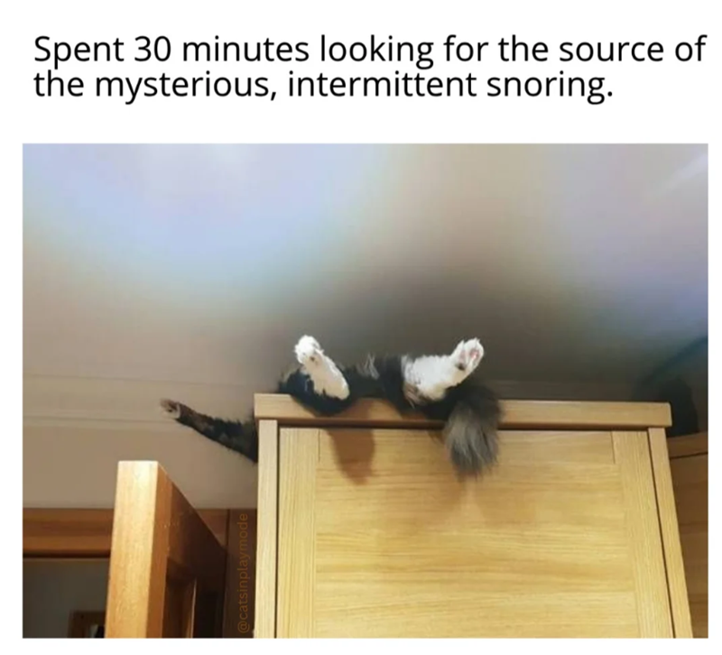 @catsinplaymode Spent 30 minutes looking for the source of the mysterious, intermittent snoring.