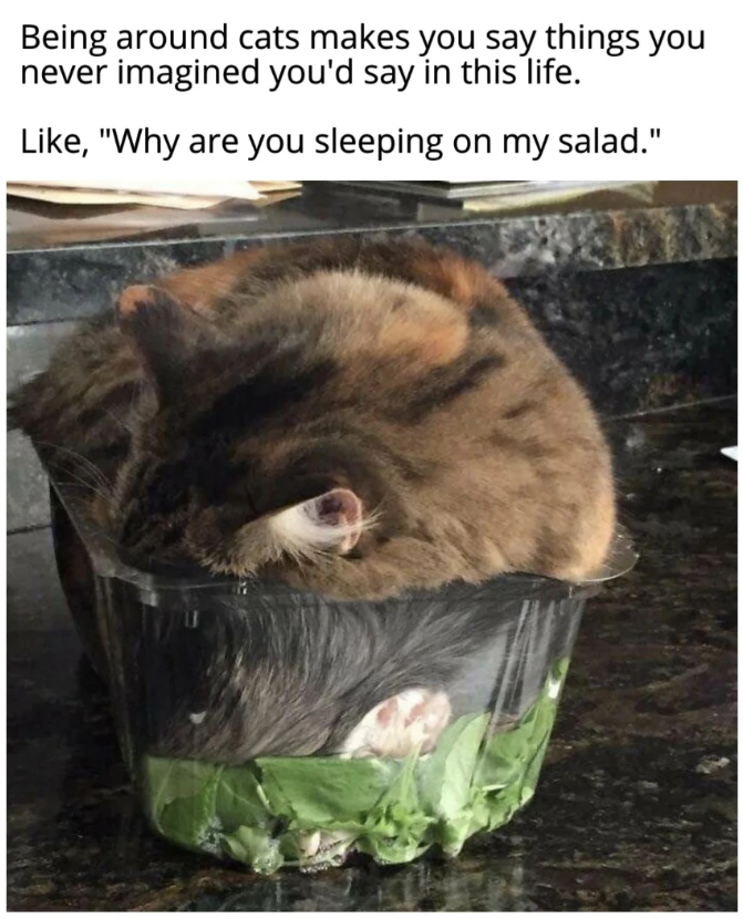 Being around cats makes you say things you never imagined you'd say in this life. Like, "Why are you sleeping on my salad."