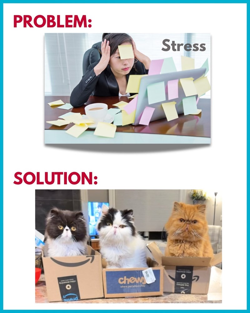PROBLEM: SOLUTION: 000 Supurangs capys chew where pet lovers shop Stress