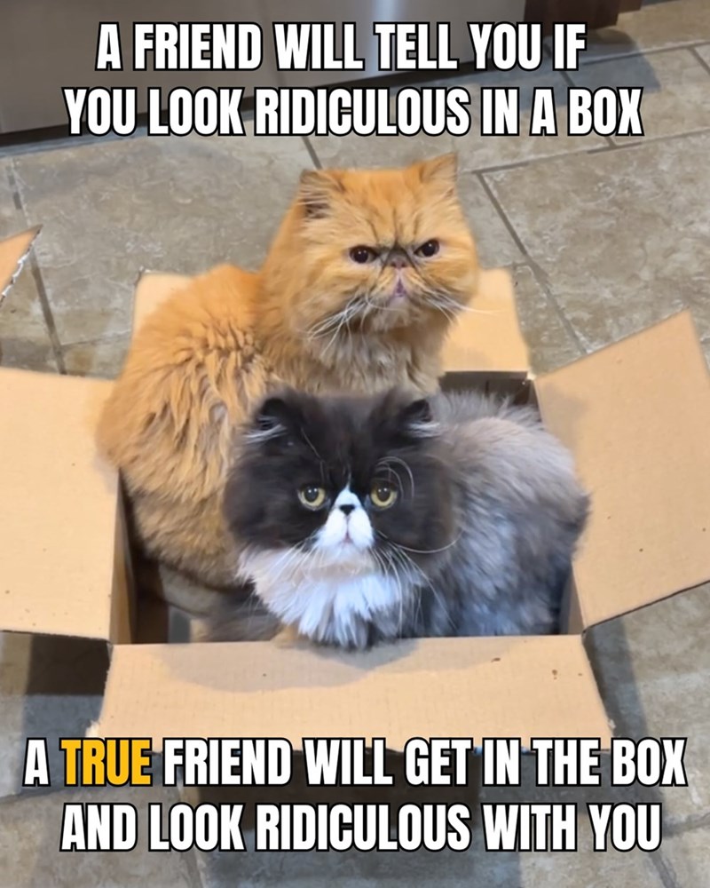 A FRIEND WILL TELL YOU IF YOU LOOK RIDICULOUS IN A BOX A TRUE FRIEND WILL GET IN THE BOX AND LOOK RIDICULOUS WITH YOU