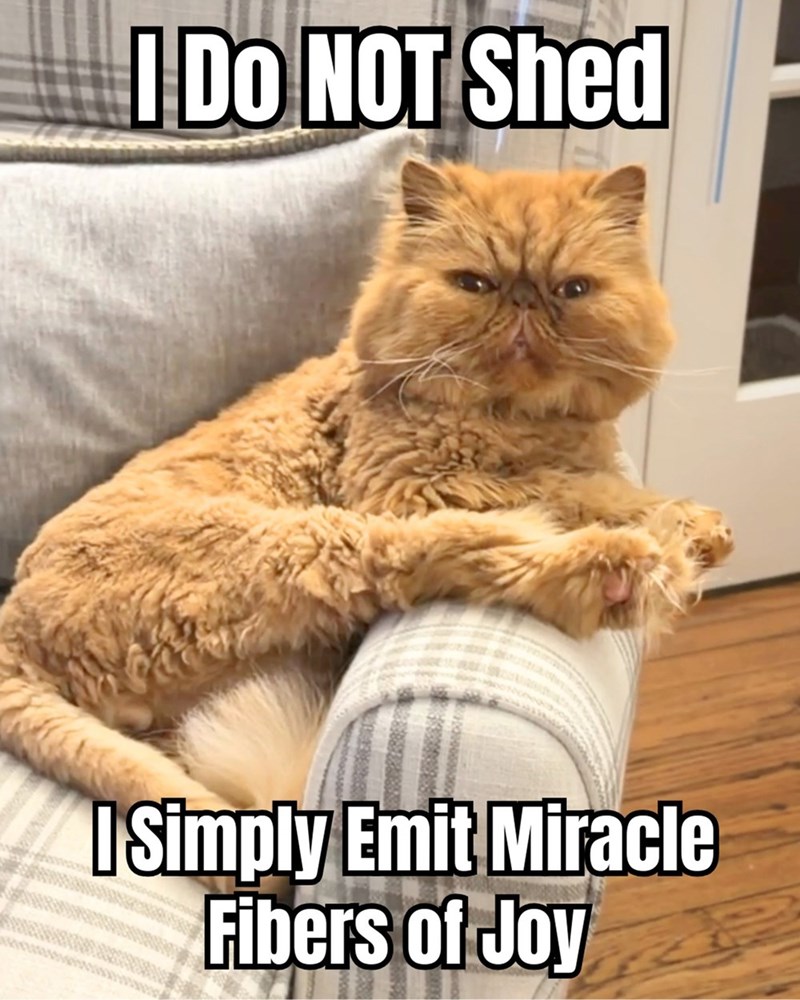 I DO NOT Shed I Simply Emit Miracle Fibers of Joy