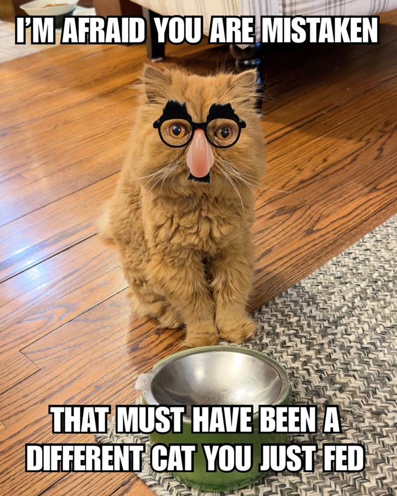 I'M AFRAID YOU ARE MISTAKEN THAT MUST HAVE BEEN A DIFFERENT CAT YOU JUST FED