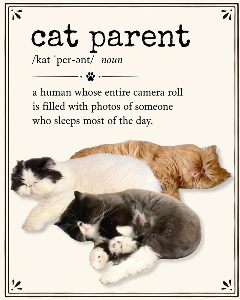 cat parent /kat 'per-ǝnt/ noun a human whose entire camera roll is filled with photos of someone who sleeps most of the day.