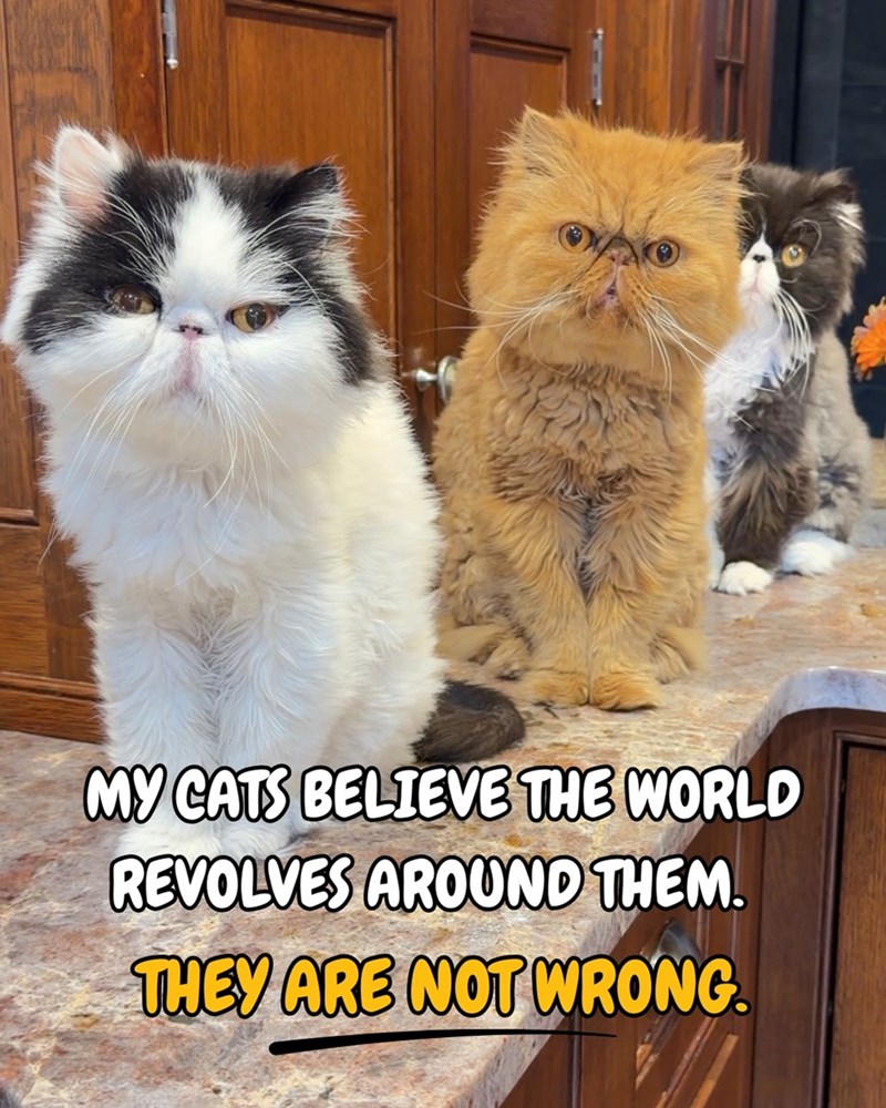 MY CATS BELIEVE THE WORLD REVOLVES AROUND THEM. THEY ARE NOT WRONG.