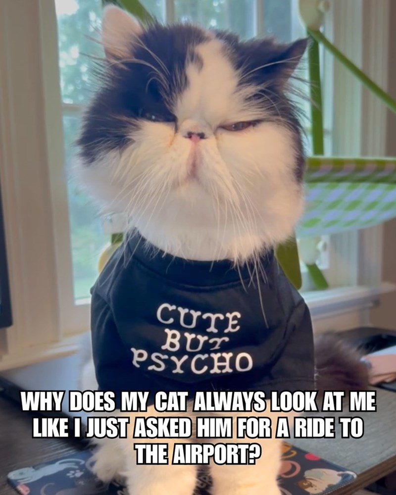 CUTE BUT PSYCHO WHY DOES MY CAT ALWAYS LOOK AT ME LIKE I JUST ASKED HIM FOR A RIDE TO THE AIRPORT?