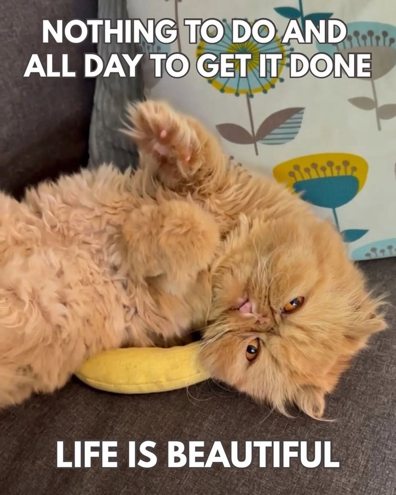 NOTHING TO DO AND ALL DAY TO GET IT DONE LIFE IS BEAUTIFUL