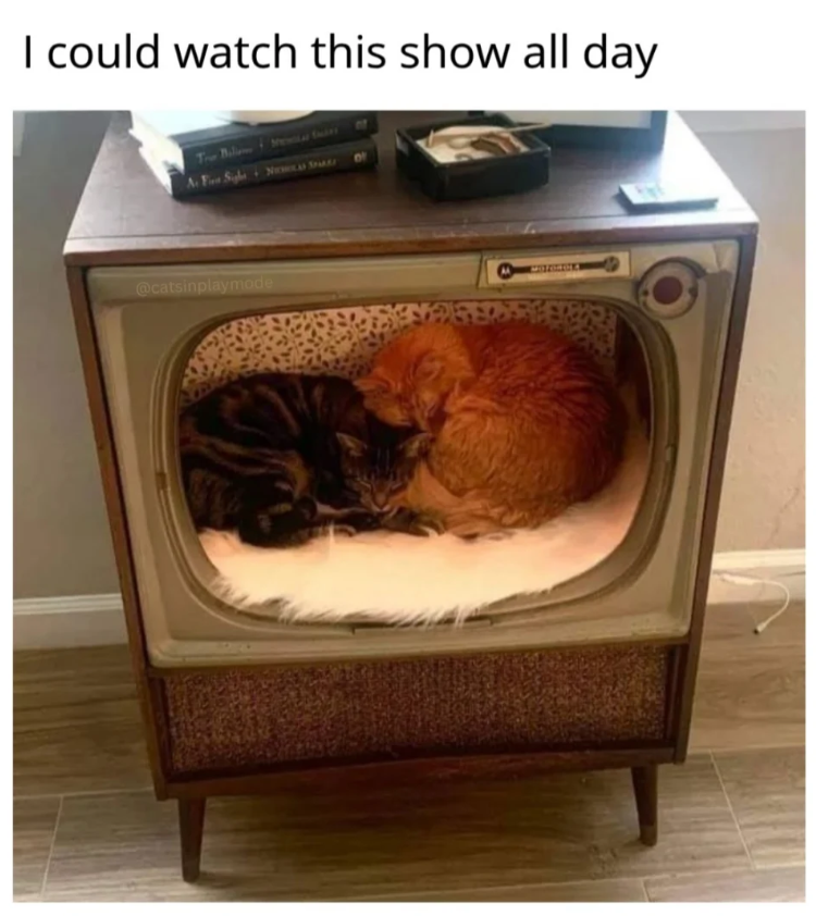 I could watch this show all day A Fi Sight S @catsinplaymode