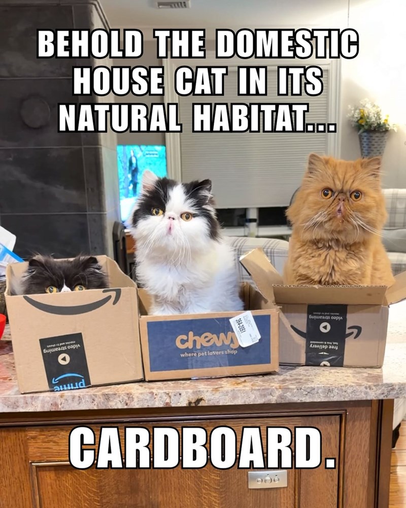 BEHOLD THE DOMESTIC HOUSE CAT IN ITS NATURAL HABITAT... video streaming 364-2051 video streaming chew where pet lovers shop ргине ר fast, free & cont free delivery CARDBOARD.