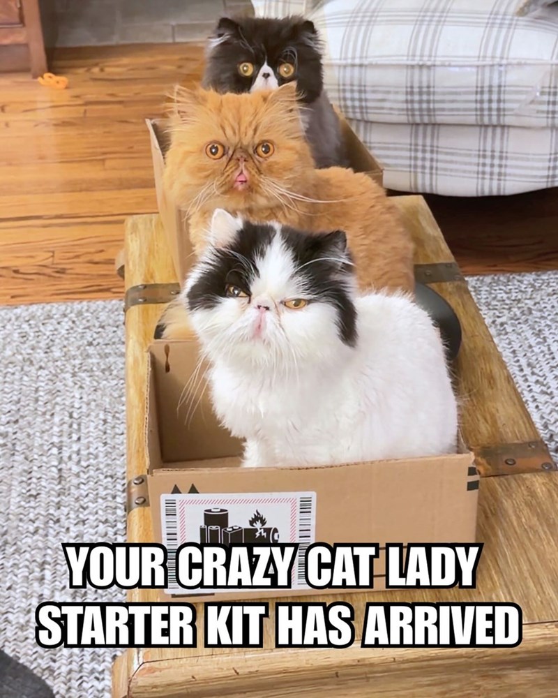YOUR CRAZY CAT LADY STARTER KIT HAS ARRIVED