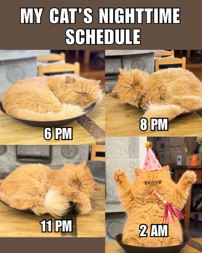 MY CAT'S NIGHTTIME SCHEDULE 6 PM 8 PM 11 PM 2 AM STOPASHOR