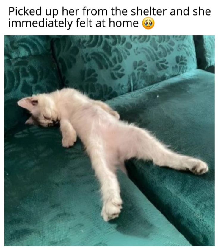 Picked up her from the shelter and she immediately felt at home → 15 WAR @catsinplaymode