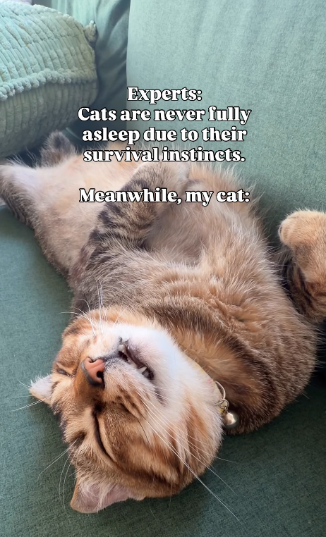 Experts: Cats are never fully asleep due to their survival instincts. Meanwhile, my cat: