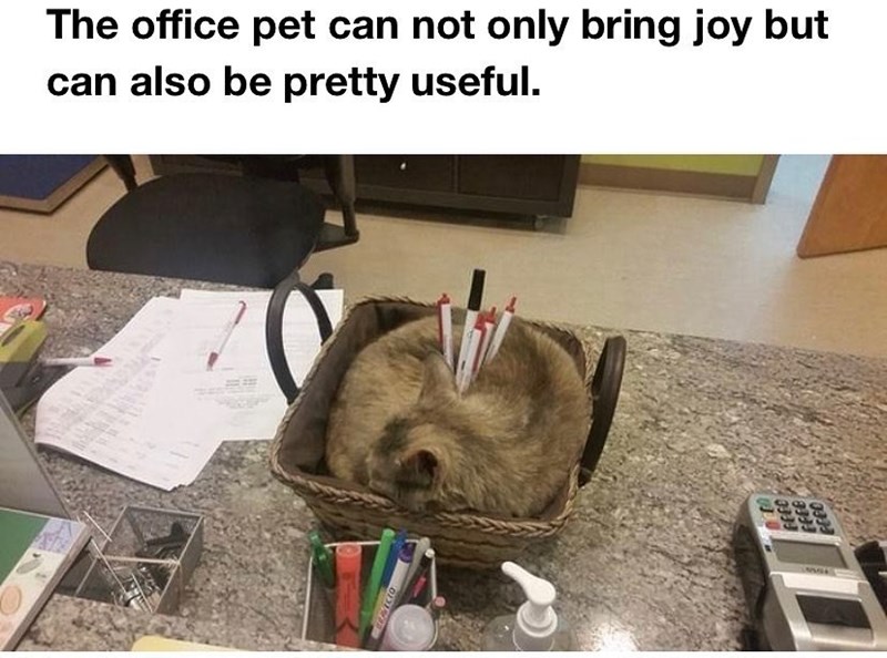 The office pet can not only bring joy but can also be pretty useful.