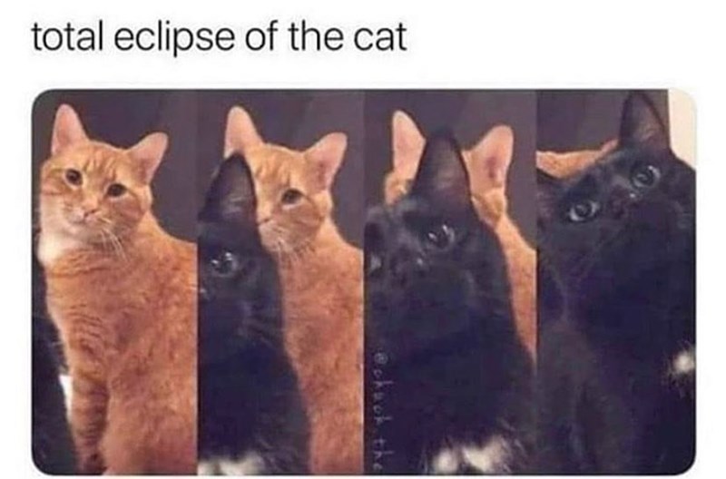 total eclipse of the cat chuck the