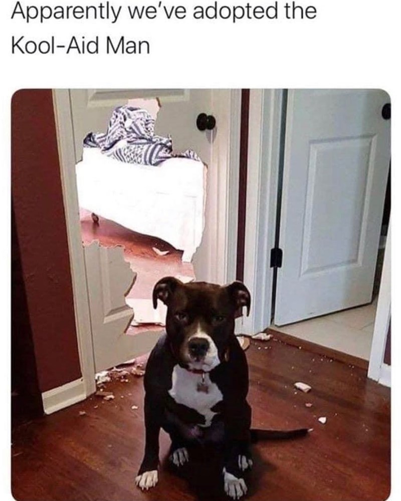 Apparently we've adopted the Kool-Aid Man