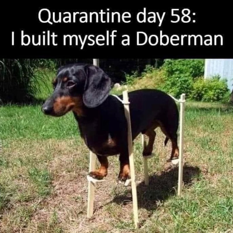 Quarantine day 58: I built myself a Doberman