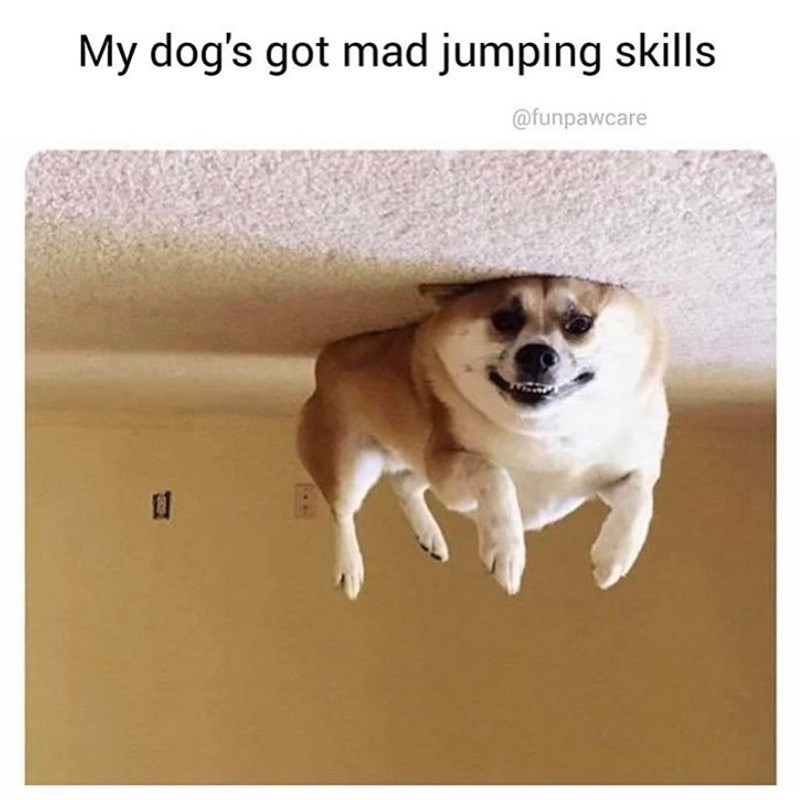 My dog's got mad jumping skills @funpawcare